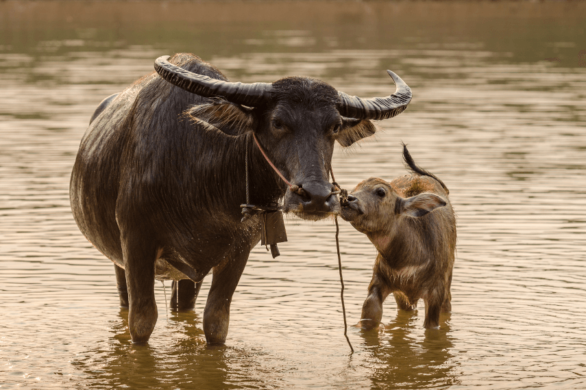 Water Buffalo vs BisonIs there a difference?