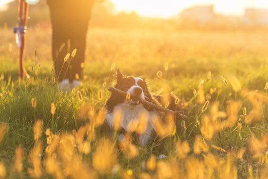 9 Household Dangers for Dogs To Avoid So They Don't Get Sick!