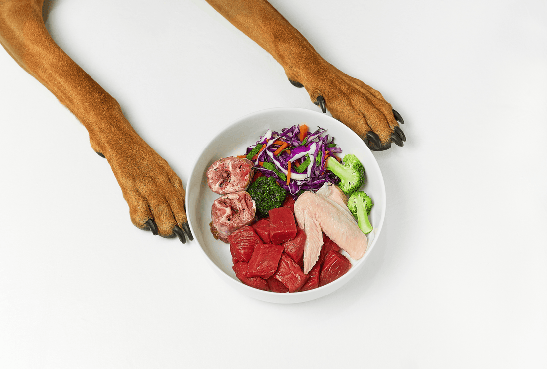 Dog paws next to a bowl of fresh food