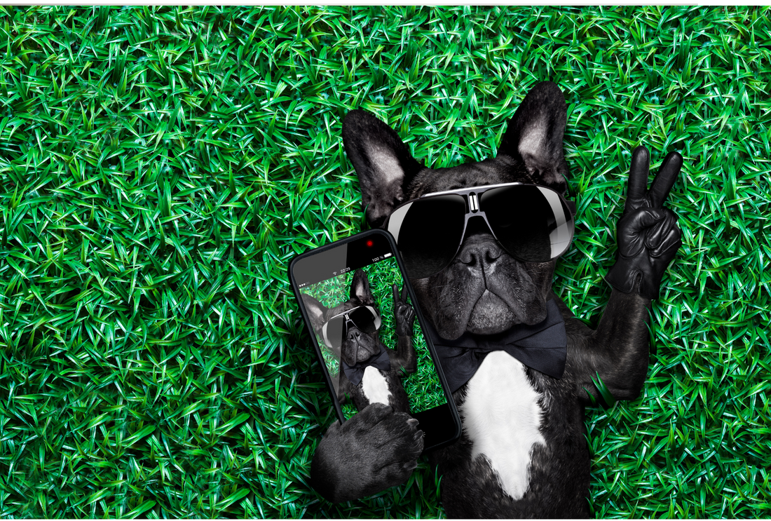 Dog Tiktok Accounts We Love to Follow for a Laugh