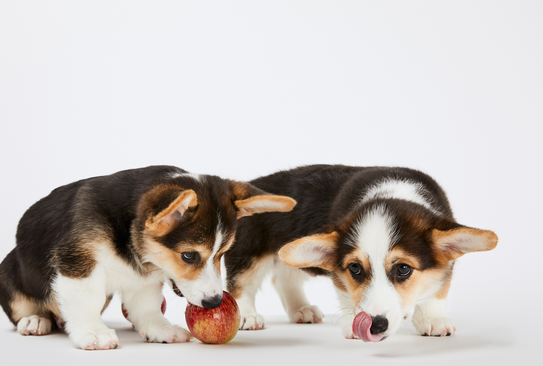 Buffalo Chews for Multi-Dog Households: Tips for Peace and Sharing
