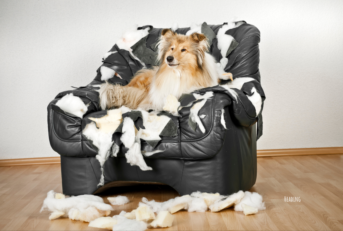 Best Treats for Aggressive Chewers and Tips on how to Deal with Dogs and Puppies that Love to Chew
