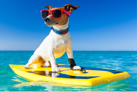 Frozen Dog Treats: Cooling, Calming, and Surprisingly Functional