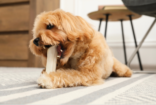 Chew Safety 101: Choosing the Right Buffalo Chew for Your Dog’s Age and Chewing Style