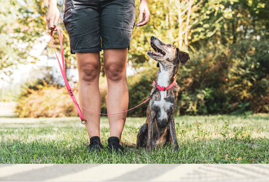 Training Tricks with Buffalo Treats: From Basics to Agility Rewards