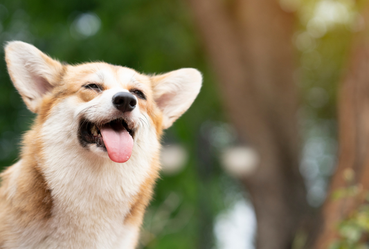 Bully Sticks: The Natural Chew Your Dog Will Love