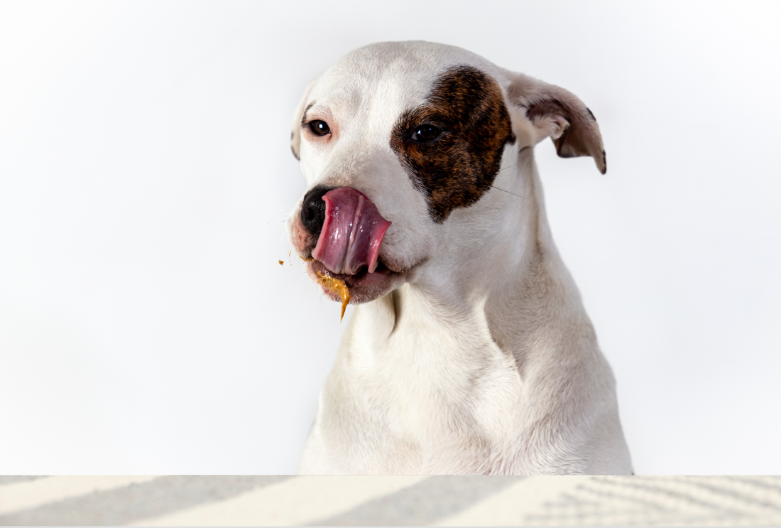 Why Dogs Love Peanut Butter (And How to Use It the Right Way)
