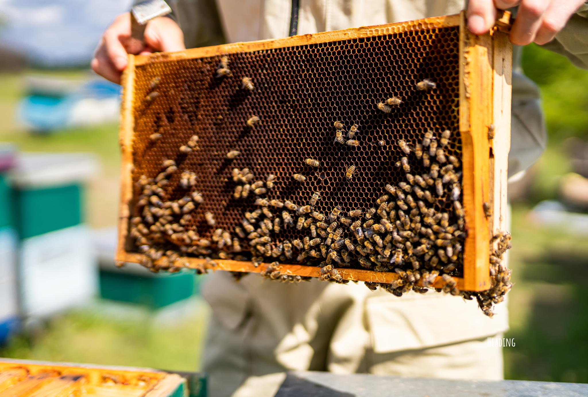 Sustainable Sourcing: Behind the Scenes with Honey I’m Home