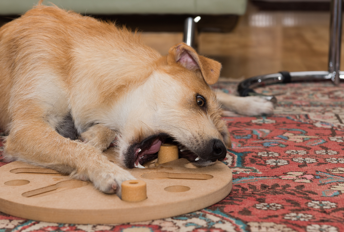 Easy Ways to Add Enrichment to Your Dog's Day