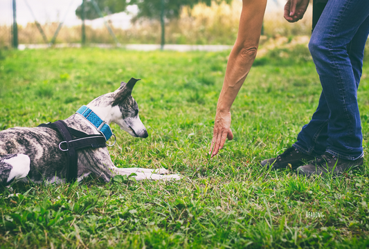How to Incorporate Natural Treats into Your Dog’s Daily Routine
