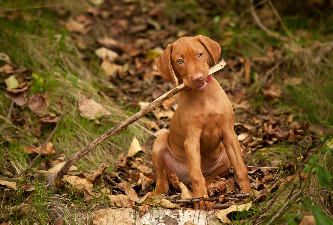 High-Reward Treat Training: Unlocking Your Dog’s Potential