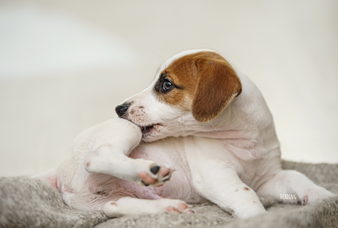 The Importance of Single-Ingredient Treats for Dogs with Allergies