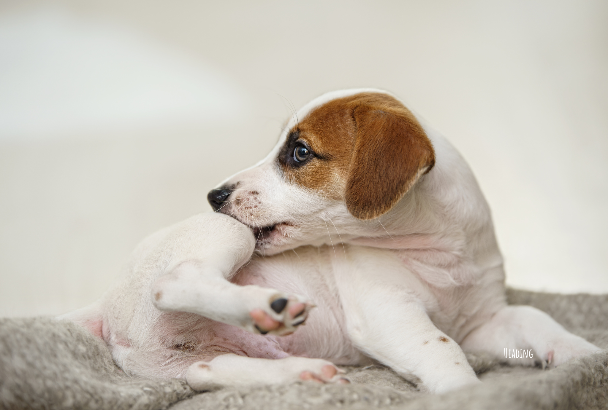 The Importance of Single-Ingredient Treats for Dogs with Allergies