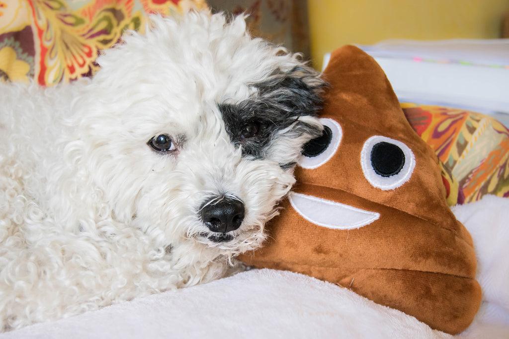 the problem with dog poop