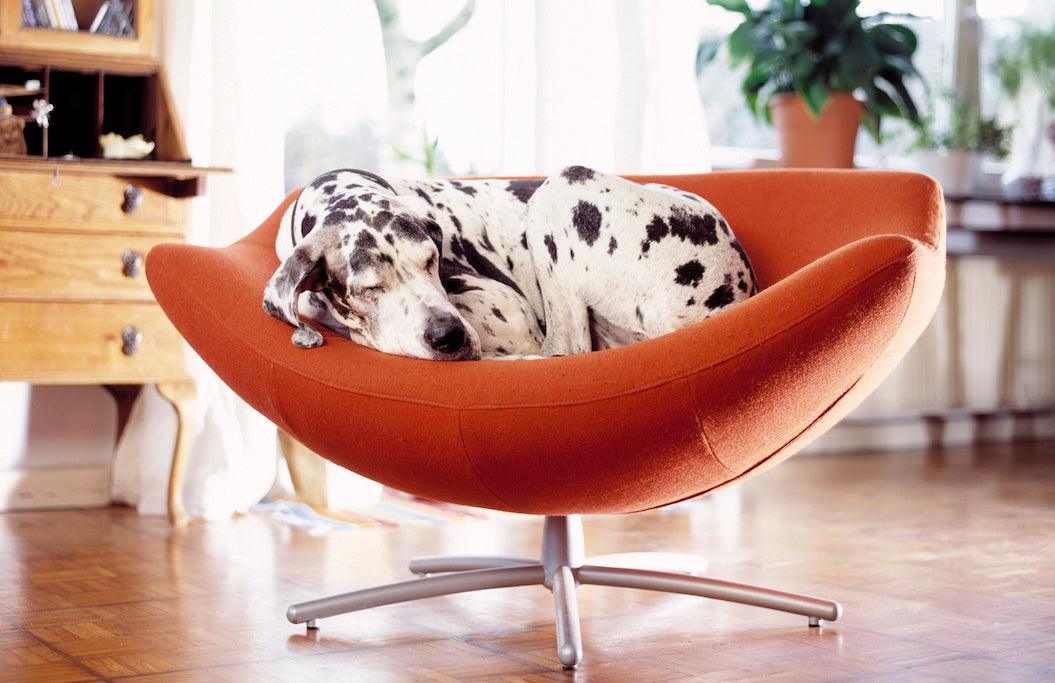 sustainable small space living with dog