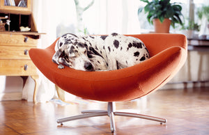Small Spaces, Sustainable Living and Your Dog
