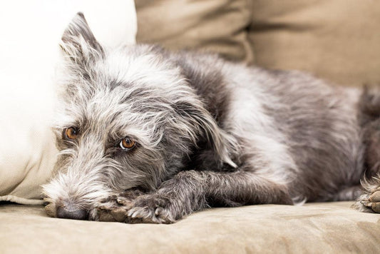 Back-to-School Sustainable Products Your Dog Needs