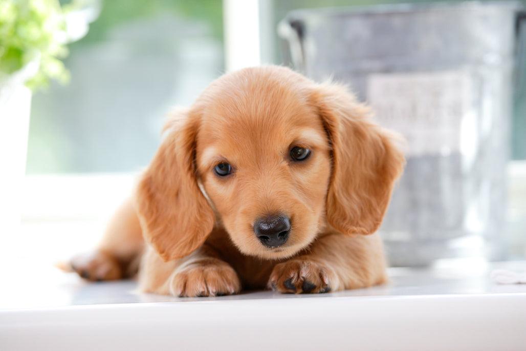 can puppies have bully stick dog chews