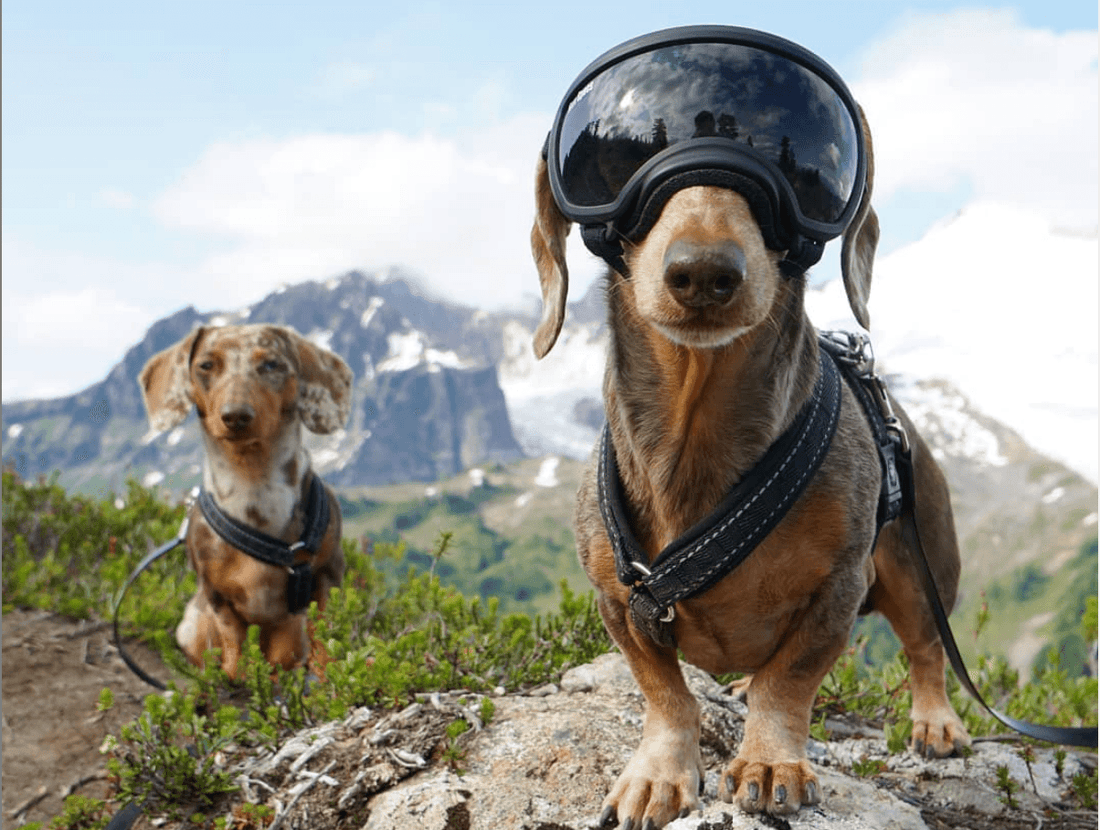 dogs who care about the environment