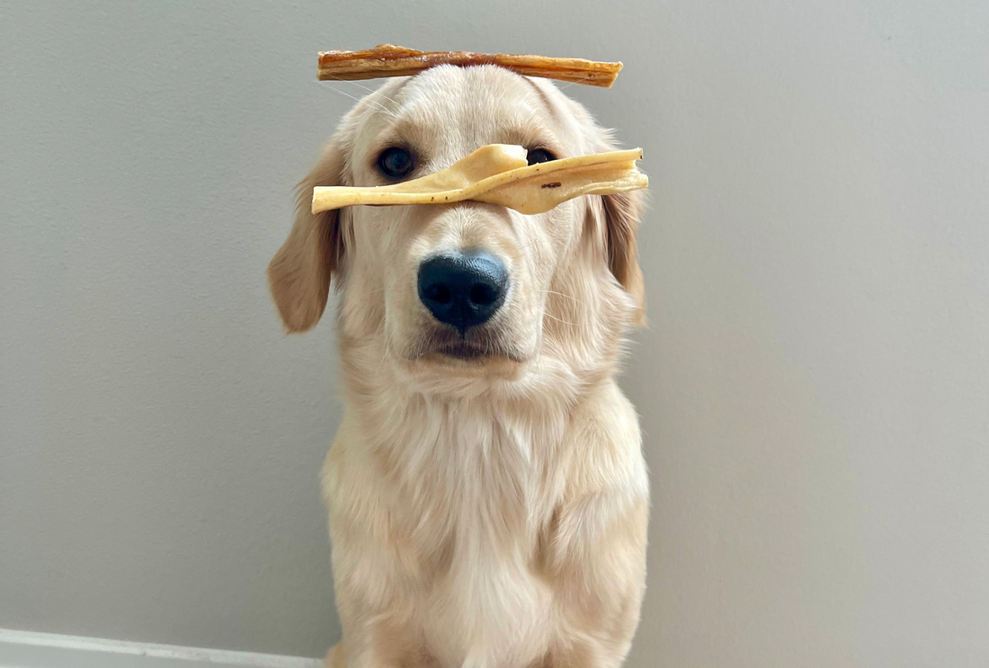 Golden retriever with pet chews on head