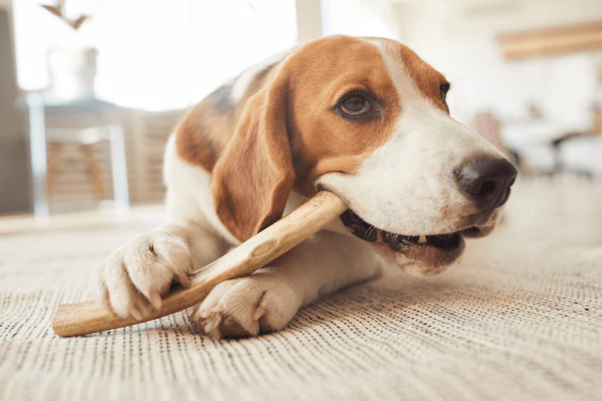 How often should you give your dog a chew?