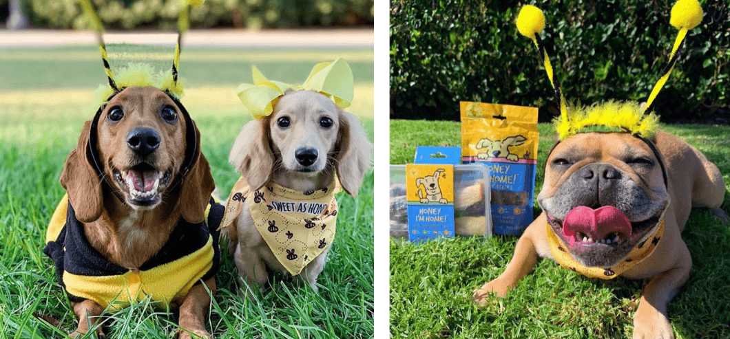 dogs loving honey treats