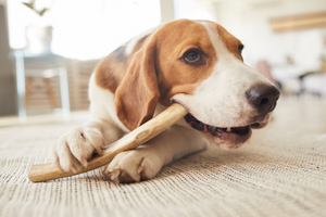 How often should you give your dog a chew?