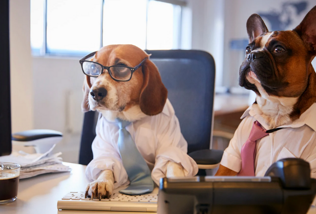 two dogs at an office desk