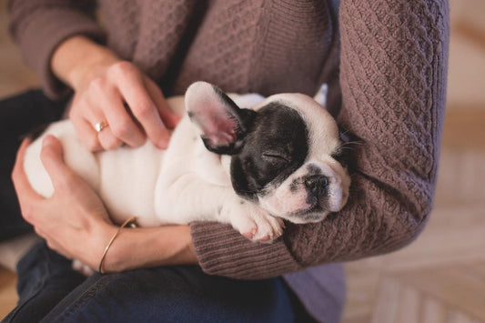 New puppy sleeping in mom's arms