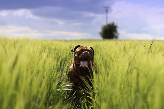 dog in field of grass