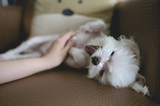 Tired pup getting belly rub
