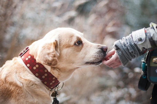 Girl caring for dog