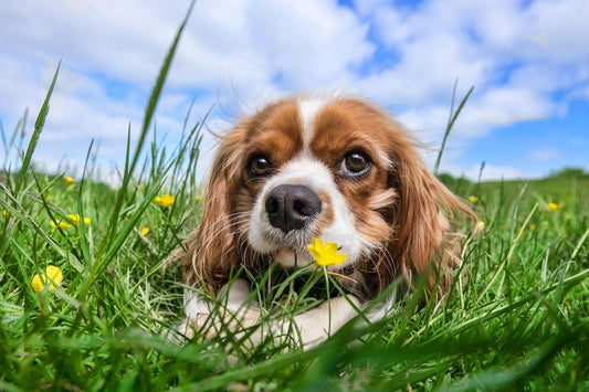 dog enjoying healthy earth and green grass