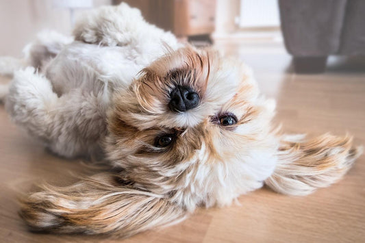 funny dog lying on floor