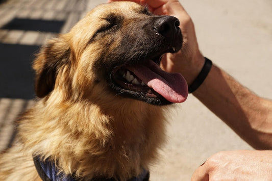 dog being pet