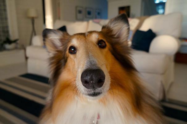 How Would Your Dog Decorate Your House?