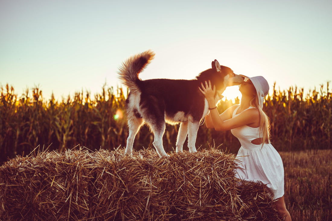 The Benefits Of Healthy Dog Treats