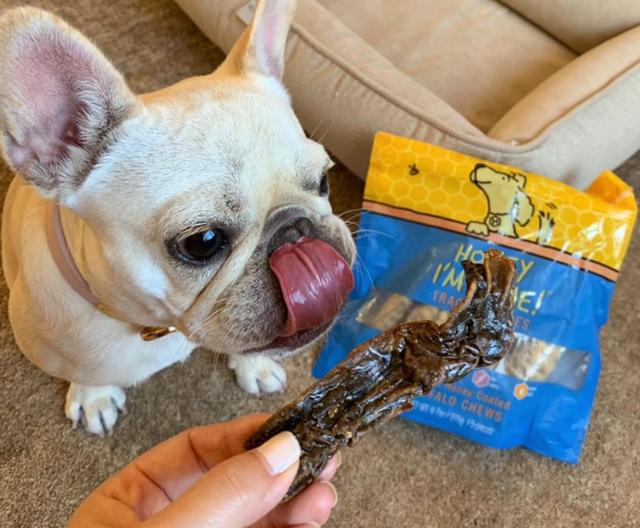 Different Dog Chews and Why Your Dog Needs Them All