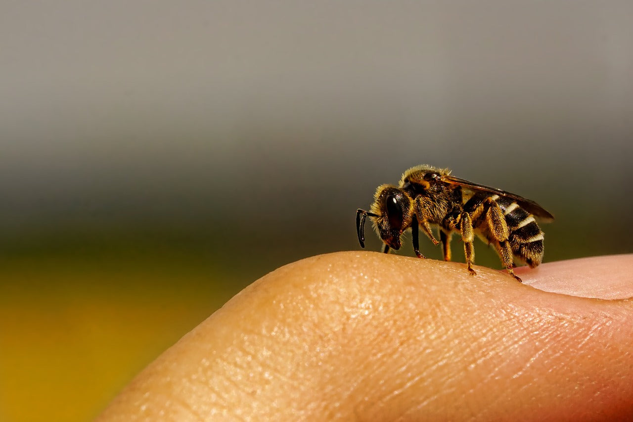 Bee Happy - The World Needs Bees