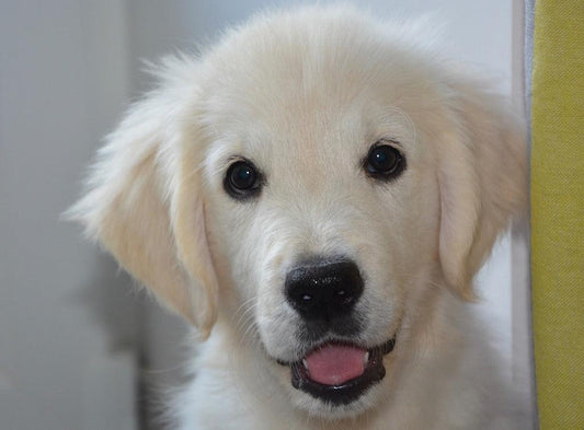 Welcoming home a new puppy or dog
