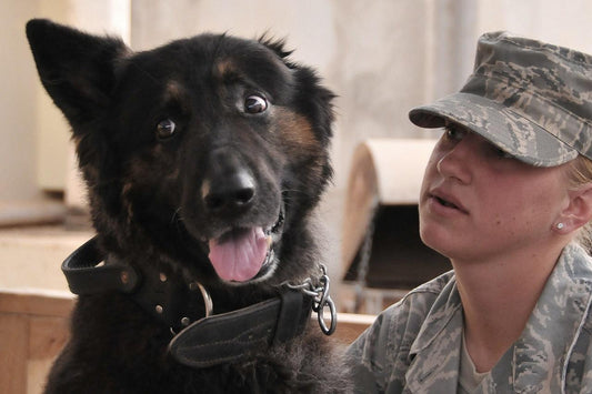 Welcome home! Military Home Comings from Pets