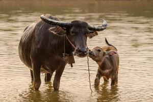 Water Buffalo vs Bison...Is there a difference?