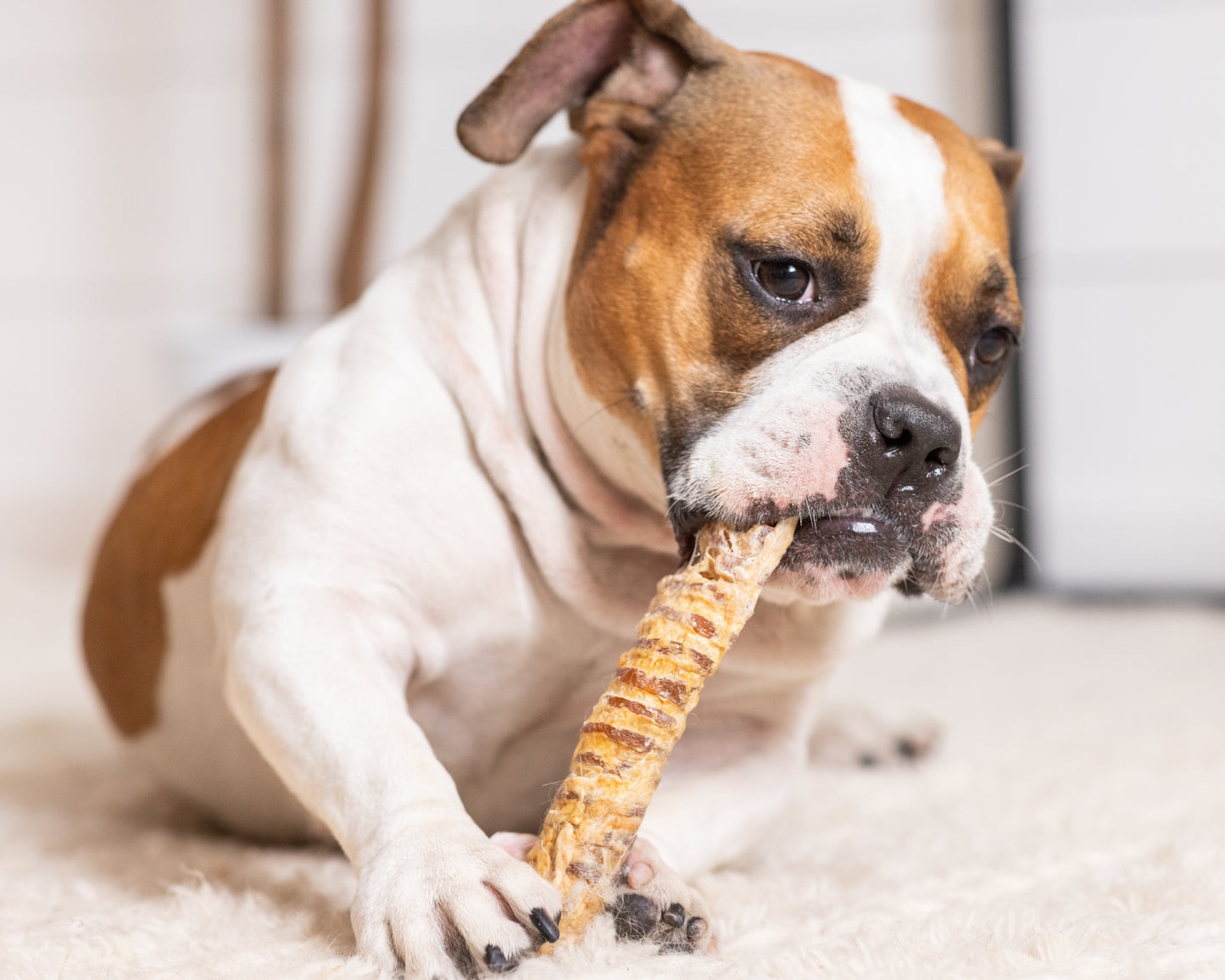 TRACHEA TUBES - Honey I'm Home Treats