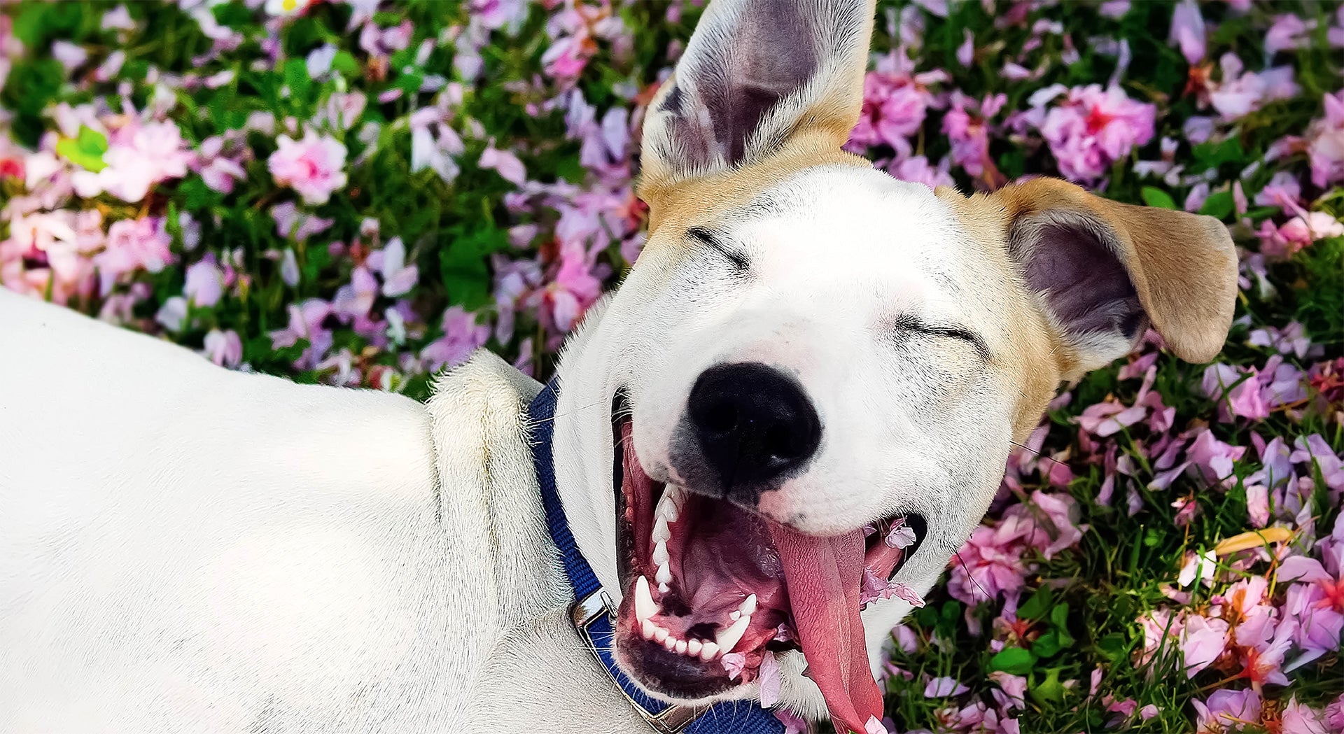 Dog yawning with a blurred background of pink flowers