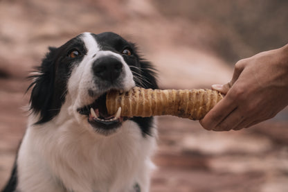 TRACHEA TUBES BULK - Honey I'm Home Treats