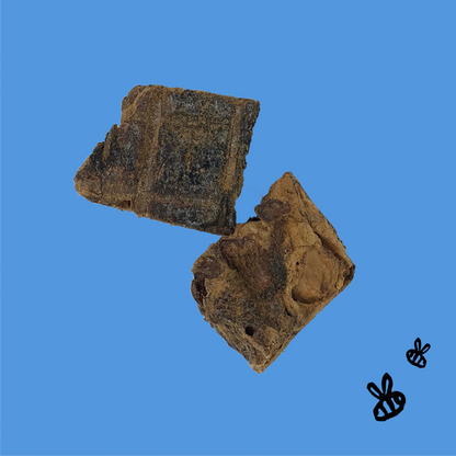 two lung bites on a bright blue background. cute drawing of two black bees in bottom right corner.
